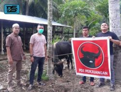 Simpatisan dan Kader PDI Perjuangan Aceh Gotong Royong Serahkan Hewan Qurban Di Kabupaten Bireuen